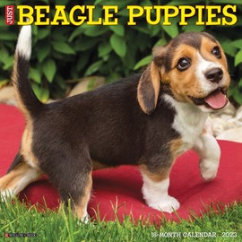 Just Beagle Puppies 2023 Wall Calendar