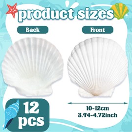 12 Pcs 4-5 Inch Large Scallop Seashells,Natural White Shells for Crafts