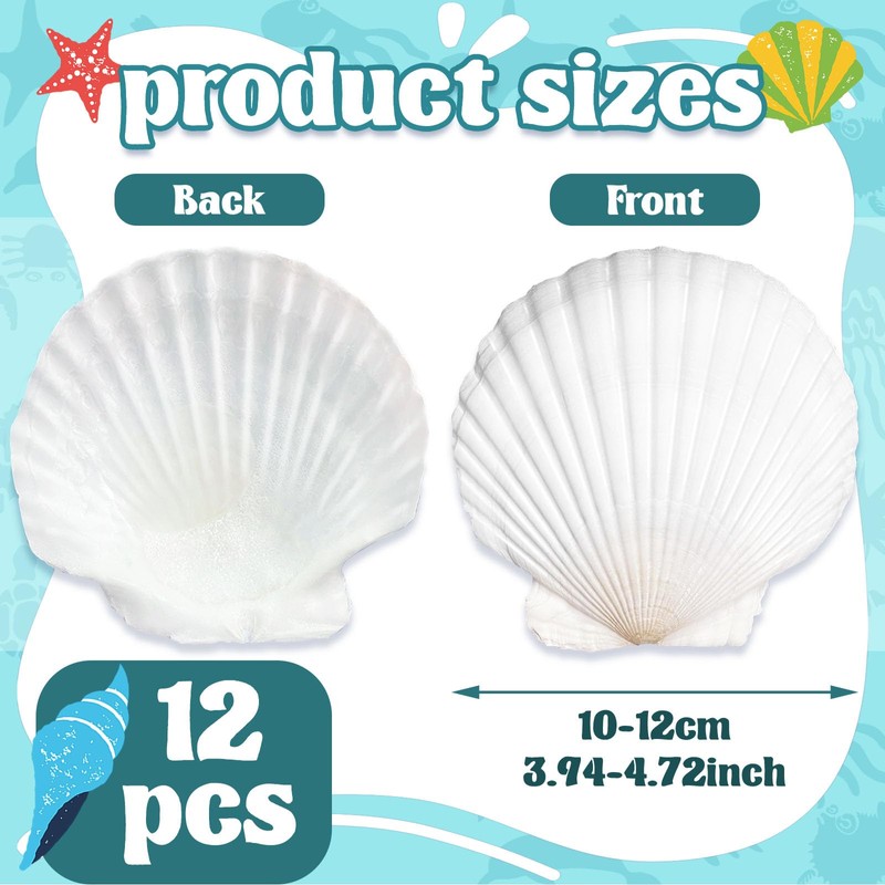 12 Pcs 4-5 Inch Large Scallop Seashells,Natural White Shells for