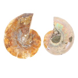 VILLCASE Pack of 2 Ammonite Fossils Animal Fossils Collection Paleontology Fossils Sample Science Sample Snails Ammonite Ornaments for Biological Science Educational Teaching Props
