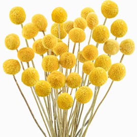 Uieke 30Pcs Natural Dried Flowers Craspedia Billy Balls Flowers Billy Buttons Floral Bouquet for Flower Arrangements Wedding Home Tall Vase Decor Yellow