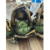 Terra Cottage 3 Green Glass Frogs Lamp Hear No Evil