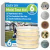 Mold Test Kit for Home – DIY Mold Detection for