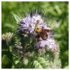 Everwilde Farms - 1000 Lacy Phacelia Native Wildflower Seeds -