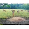 Power Munch | Deer Feed Supplement With Probiotics for Maximum