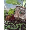 TeaLAB FiveTwo - Humic Acid & Kelp Powder - 1