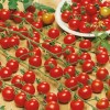 Nygardenia 200pcs Waterfall Tomato Seeds - Heirloom, Non-GMO, High-Yield Variety.
