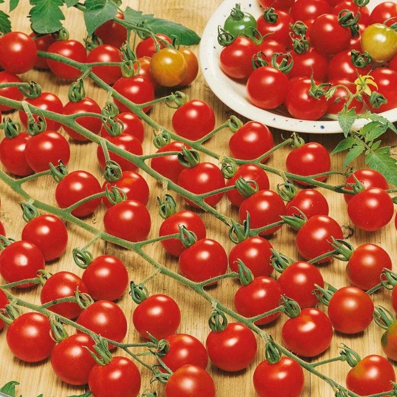 Nygardenia 200pcs Waterfall Tomato Seeds - Heirloom, Non-GMO, High-Yield Variety.