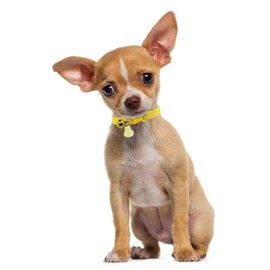 Yellow Cat Collar with Bell, Pretty Soft Kitten Collor Male Puppy Collars with Bells for XXS XS Tiny Pet Male Littel Dogs Animal, XSmall