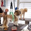 Dog Grooming Belly Band - Dogs Grooming Belly Straps with