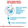 ROYAL CANIN Croquetas para Hembras, Mini Starter Mother & Baby