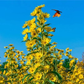 HSC 300+ Maximilian Sunflower Flower Seeds | Perennial Flowers Non-GMO Garden Seeds