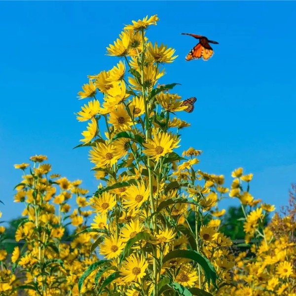 HSC 300+ Maximilian Sunflower Flower Seeds | Perennial Flowers Non-GMO