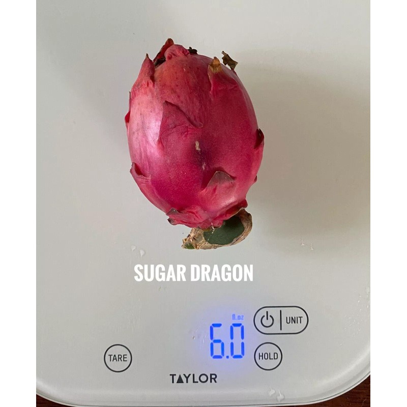 Sugar Dragon S-8 Dragon Fruit/Pitaya/P