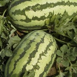 Watermelon Garden Seeds - Jubilee - 1 Lbs - Non-GMO, Heirloom Vegetable Gardening Fruit Melon Seeds