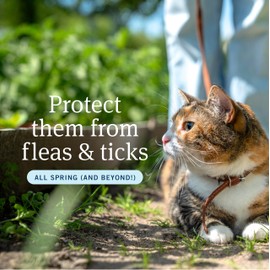 PetArmor PetArmor Plus Flea and Tick Prevention for Cats, Cat Flea and Tick Treatment, 1 Dose, Waterproof Topical, Fast Acting, Cats Over 1.5 lbs