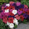 NIKA SEEDS - Flowers Petunia Unicum Mix F1 Annual -