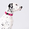 HUGO & HUDSON Tweed Dog Collar, Luxury Adjustable Quick Release