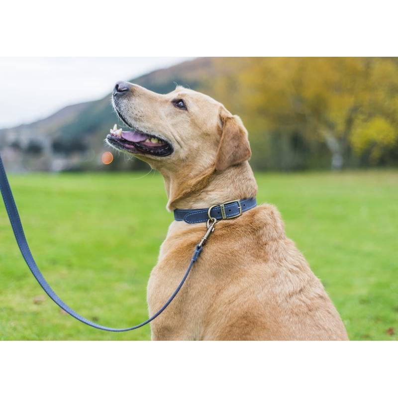 Ancol Timberwolf Comfortable Durable Leather Blue Dog Collar Pet Training