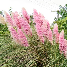 200Pcs Pink Pampas Grass Seeds for Planting Perennial Ornamental Landscape Grass or Privacy Plant Decoration for Garden by YEGAOL Garden