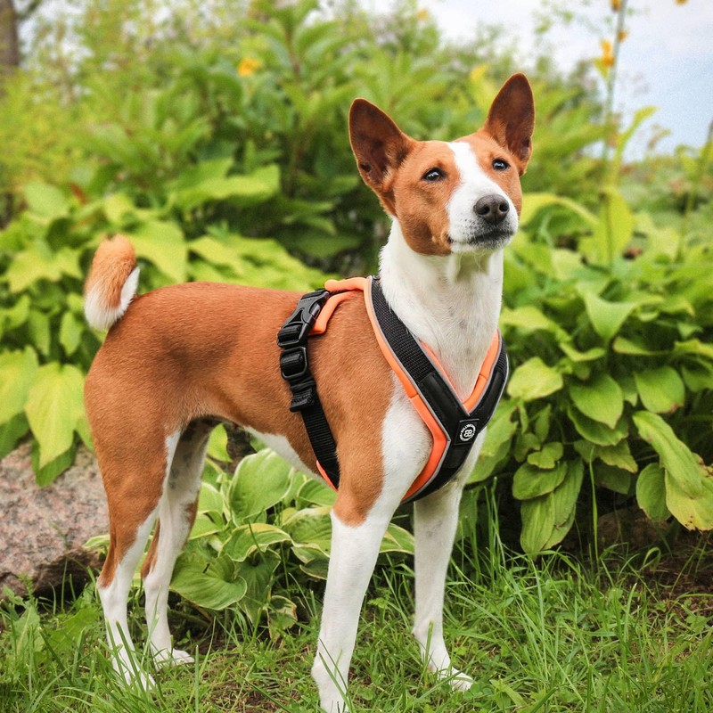 BullyBillows Slip-On Dog Harness - Foam Padded, Neoprene-Lined, Adjustable, Non-Restrictive