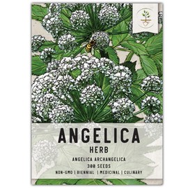 Seed Needs, Angelica Seeds - 300 Heirloom Seeds for Planting Angelica archangelica - Medicinal Herb for an Outdoor Garden, Non-GMO & Untreated (1 Pack)
