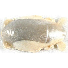 Berkley Gulp! Sand Crab Flea Soft Bait - Natural Flea - 1in | 3cm - Inshore