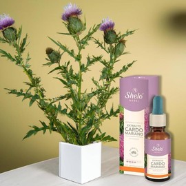 Cardo Mariano / milk thistle for fatty liver  Dietary Supplement