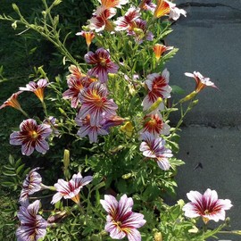 110+ PCS Chilean Morning Glory Seeds Mixed Color for Stunning Flowers Seed for Planting