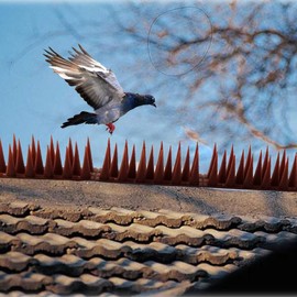 Bird Spike Strips for Outdoor Surfaces with Adhesive Strips (4, Black)