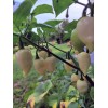 American Seed White Coyote Zan Pepper Seeds USA Grown