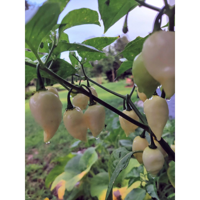 American Seed White Coyote Zan Pepper Seeds USA Grown