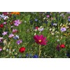 Hummingbird/Butterfly Wildflower Mix
