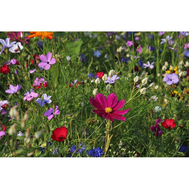 Hummingbird/Butterfly Wildflower Mix