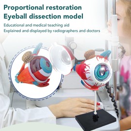 Anatomical Model of Human Eye, Educational Representation of Eyeball Anatomy for Science Teaching
