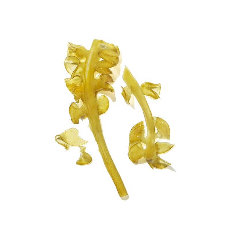 MASAMI Mekabu Hydrating Shampoo: Sulfate-Free, Paraben-Free, Vegan