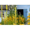 Earthcare Seeds Great Mullein Verbascum thapsus 150 Seeds Heirloom- Non