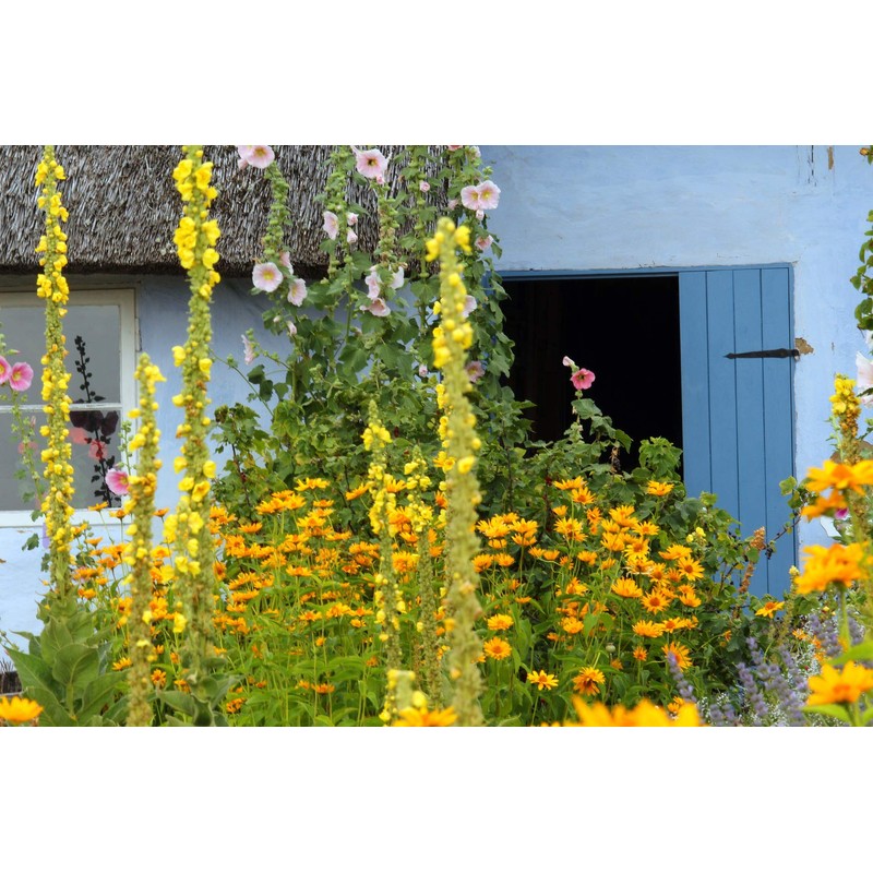 Earthcare Seeds Great Mullein Verbascum thapsus 150 Seeds Heirloom- Non