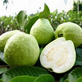 Unbranded White Guava Live Starter Tree - 6-10in Tall - 4in Pot - Delicious Guava Fruit