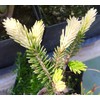 Silver Seedling Oriental Spruce - New Rare Almost Pure White