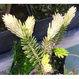 Silver Seedling Oriental Spruce - New Rare Almost Pure White Spruce - Picea orientalis 'Silver Seedling' 1 - Year Live Plant