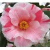 (1) - Lady Vansittart Variegated Camellia Japonica - Starter Plant