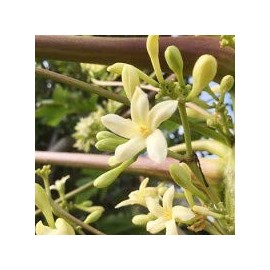 Papaya Flower Essence "Chandoule" 0.7 fl oz (20 ml)