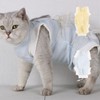 Cat Recovery Suit Breathable Prevent Licking Wound Protection Cat Postoperative