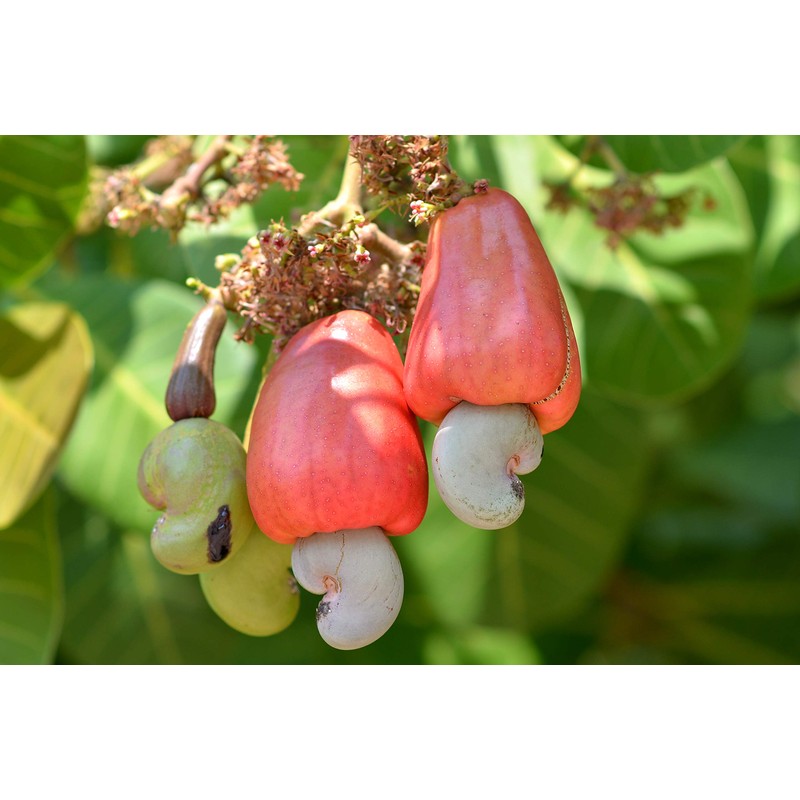 Wilderness Poets Cashews - Organic Raw Cashew Nuts, 2 Pound