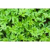 Lowhill Valley Ground Elder Herb - Aegopodium Podagraria Herbal Tea