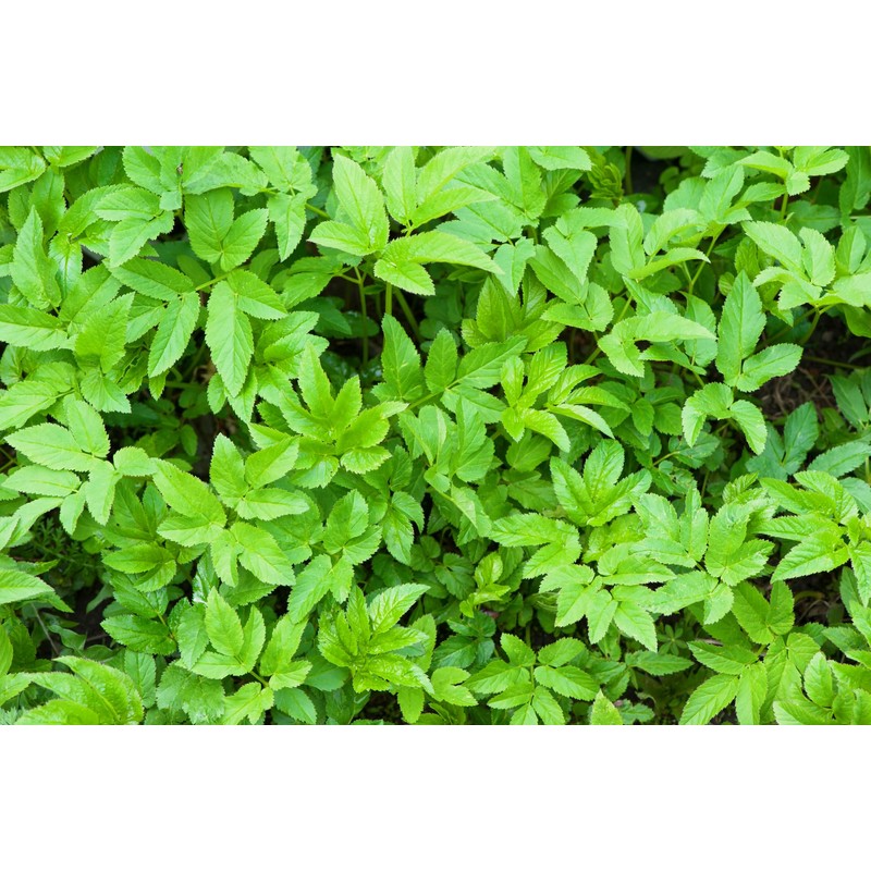 Lowhill Valley Ground Elder Herb - Aegopodium Podagraria Herbal Tea