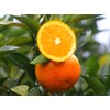 Orange Seeds for Planting 40 Pcs