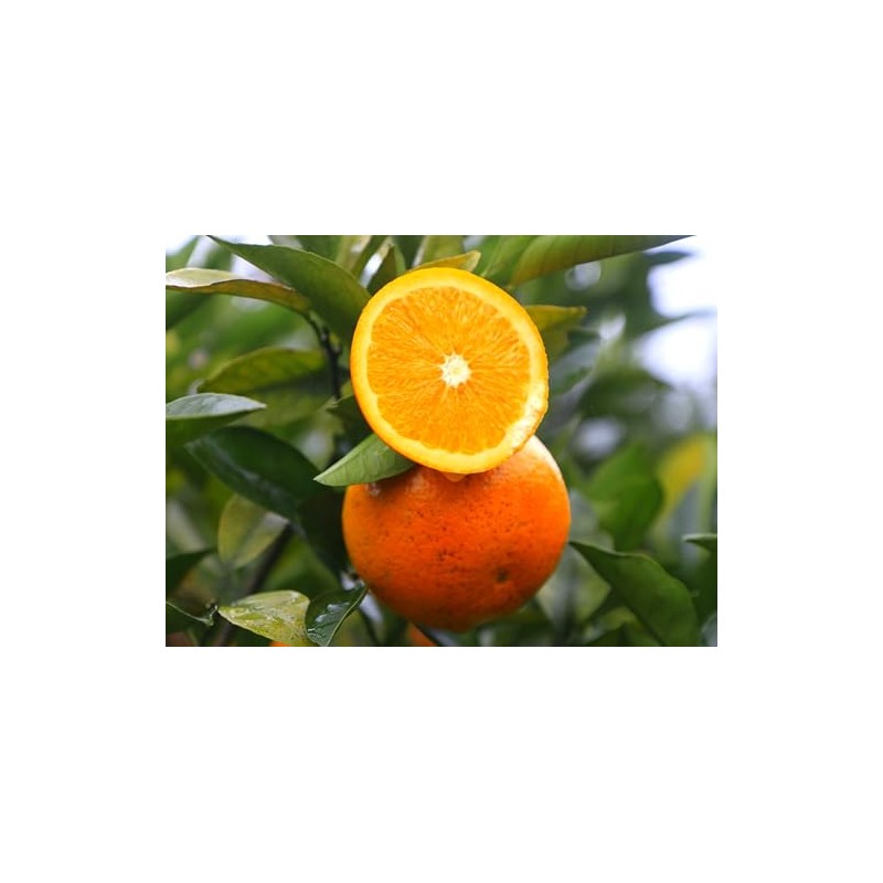 Orange Seeds for Planting 40 Pcs