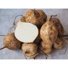 Buy Rare Seeds Pachyrhizus erosus | Jicama | Mexican Yam & Potato & Turnip | Yambean | 5_Seeds